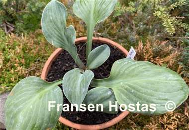 Hosta Crazy Mouse